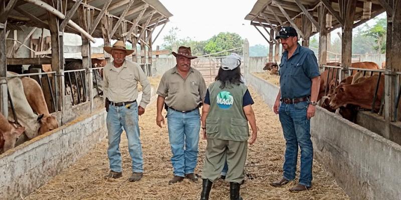 Velan por el bienestar y calidad de distintas razas de ganado