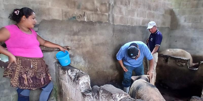 Velan por la salud del patrimonio porcino