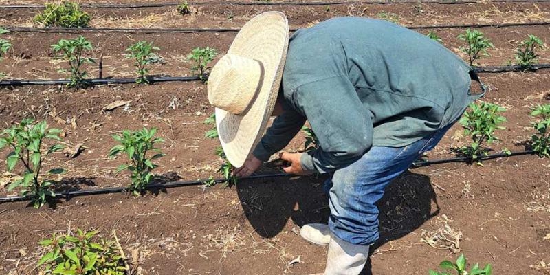 En Petén brindan capacitaciones de plan de fertilización