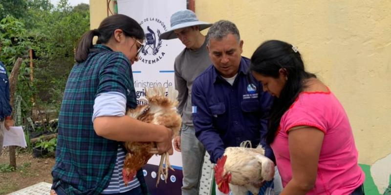 Familias reciben aves y hortalizas para fortalecer su seguridad alimentaria