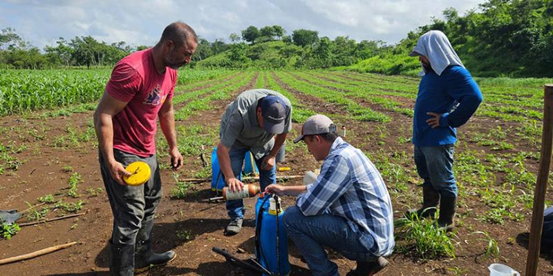 Brindan asistencia técnica a productores de sandía