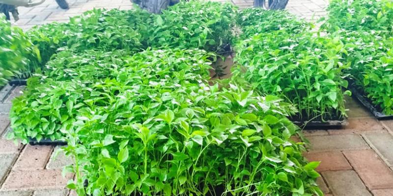 Centro de producción de hortalizas apoya a productores de Petén