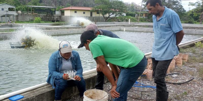 Continúa el fomento de tilapia en Petén