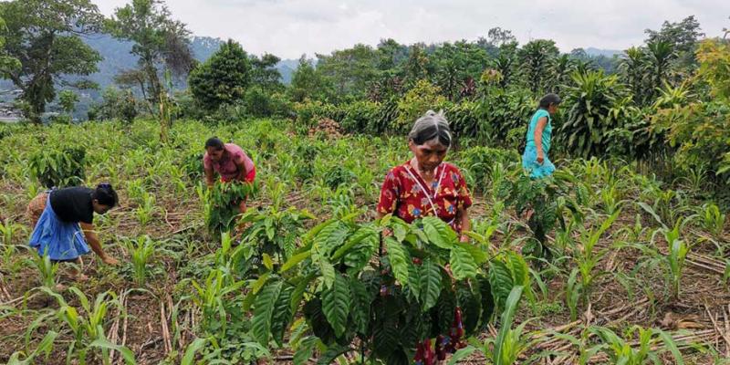 Entregan alimentos por acción en San Marcos