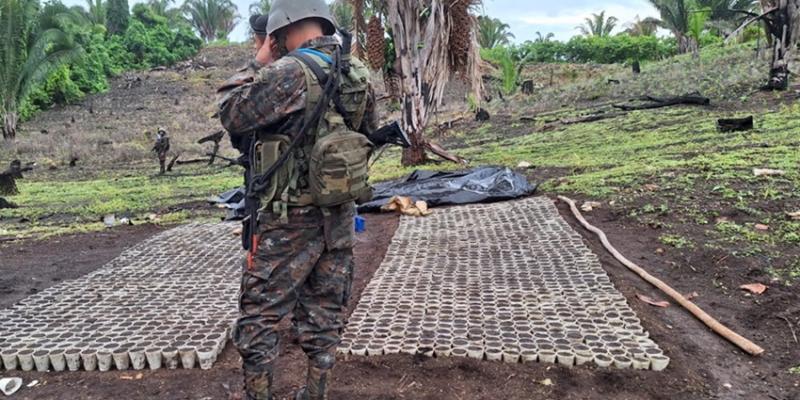Ejército de Guatemala localiza dos plantaciones de marihuana en Petén.