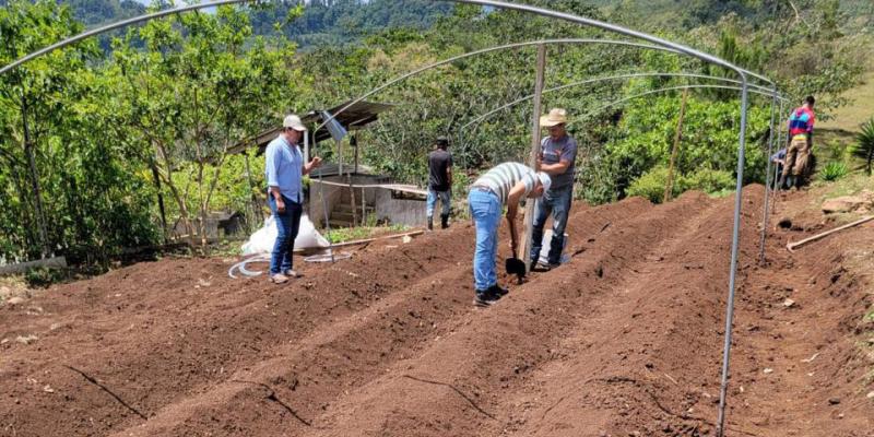 Instalan macro túnel para el cultivo de tomate