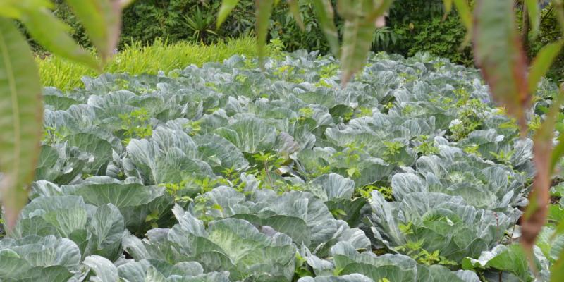 Permisos de Importación de Productos de Origen Vegetal contribuyen al fortalecimiento económico