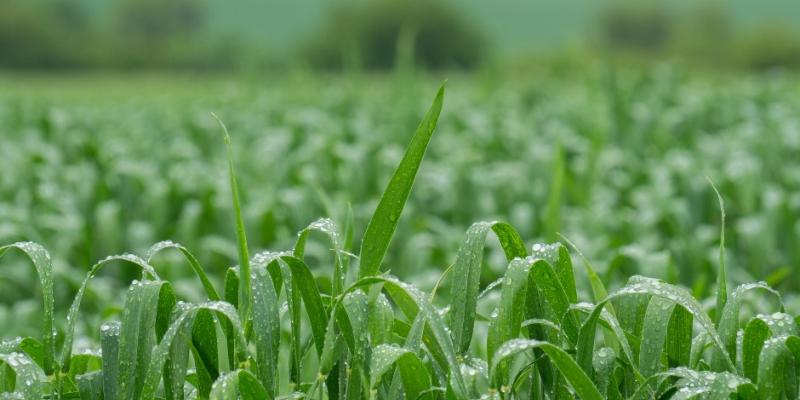 Recomendaciones para el sector agropecuario por situación actual del clima