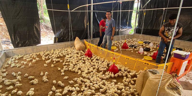 Se realiza jornada de vacunación a pollos de engorde