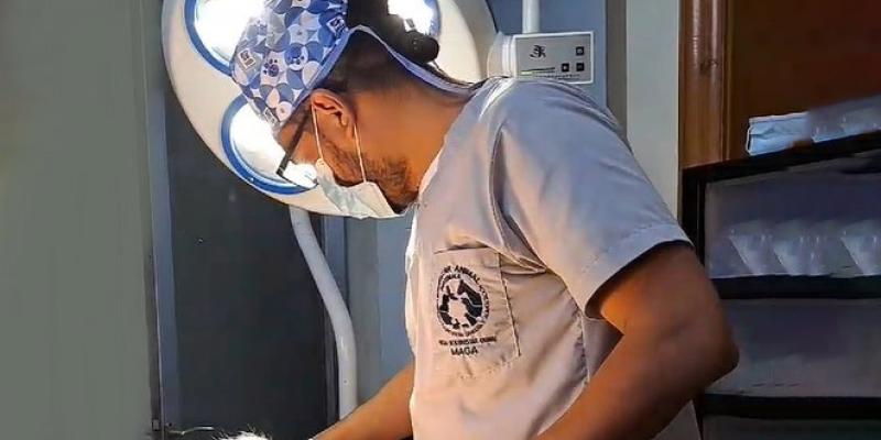 Segunda fase de castraciones y esterilizaciones por el bienestar animal