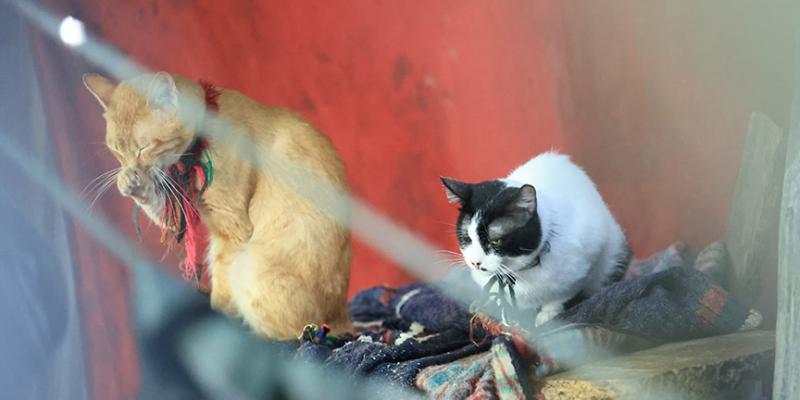 UBA decomisa mascotas en allanamiento