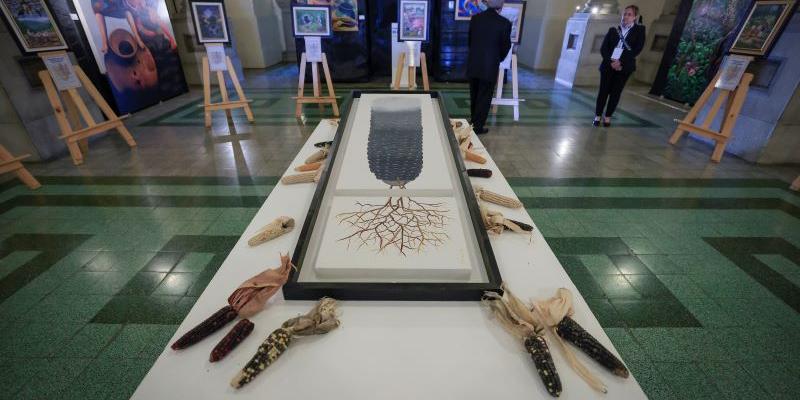 Día Nacional del Maíz