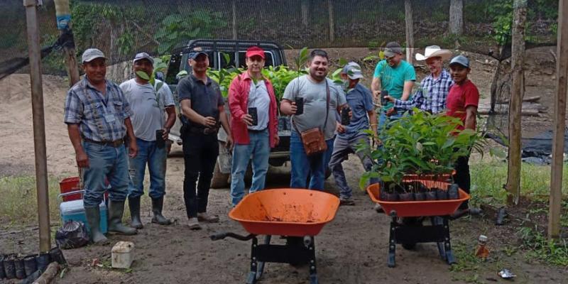 Área de nacimiento de agua reforestada con plantas de caoba
