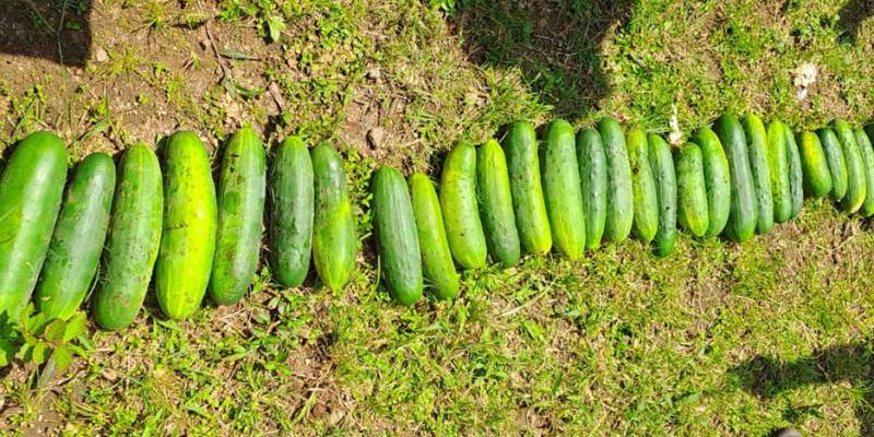 Alumnos recogen su cosecha de pepinos