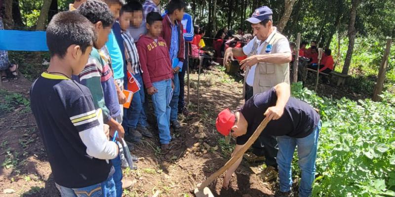 Cosecha de papa contribuye con la seguridad alimentaria
