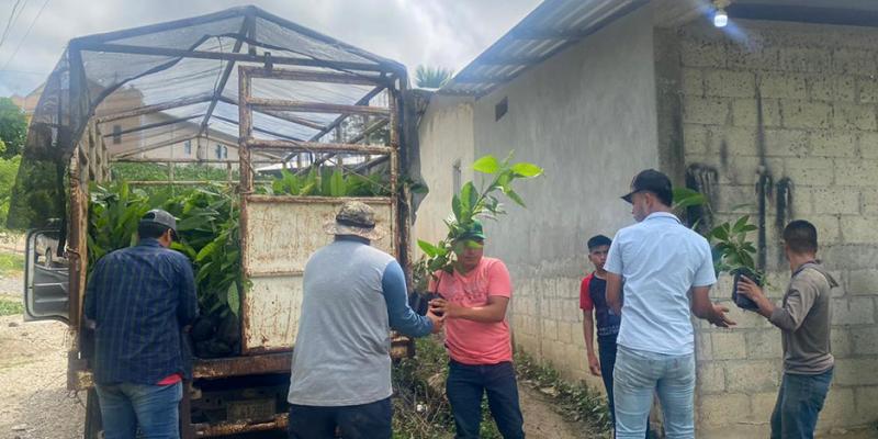 Entregan plantas de cacao en la zona sur de Petén