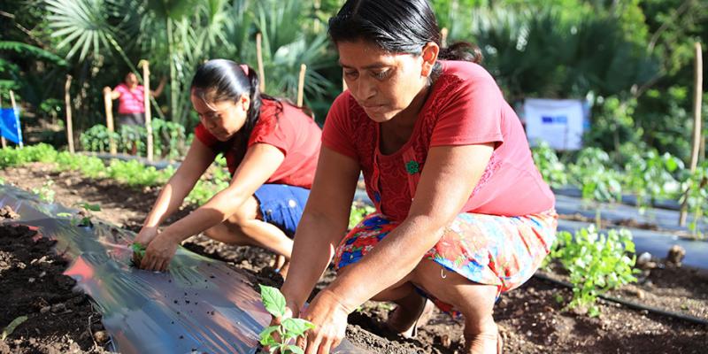Familias de Camotán trabajan proyectos resilientes a crisis climáticas 
