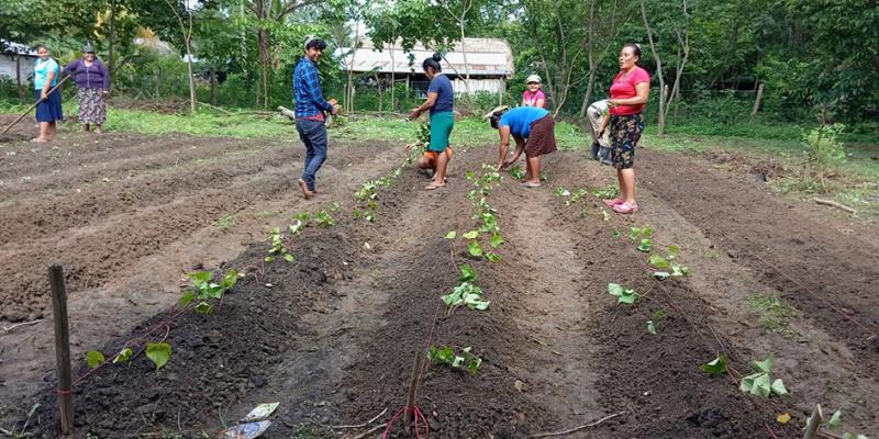 La Seguridad Alimentaria se fortalece con los huertos familiares