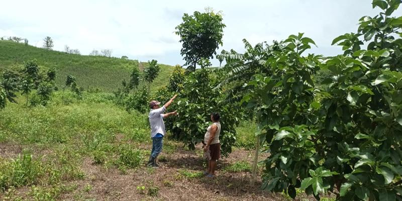 Ofrecen asistencia técnica en Petén