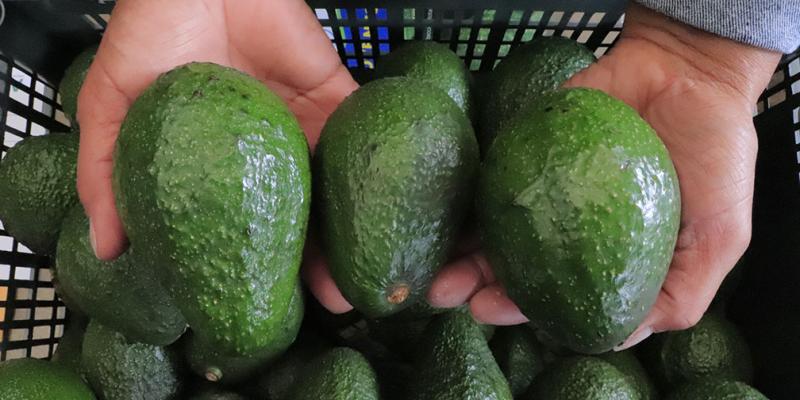 A pocos pasos de concretarse exportación de aguacate Hass a Estados Unidos 