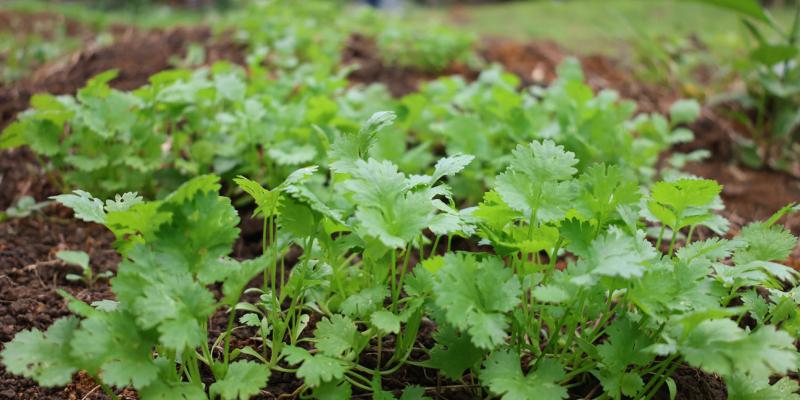 Brindan asistencia técnica en huertos pedagógicos