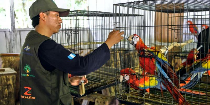 Pichones de guacamaya roja, criados en un laboratorio, como parte del programa de incubación Artificial. 