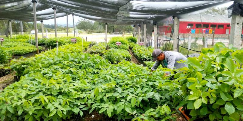 Continúa la entrega de plantas forestales en Petén
