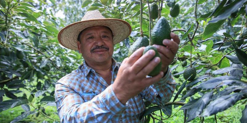 El aguacate florece al pie de los volcanes