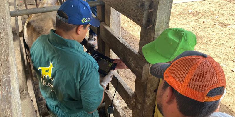 Ganaderos de Petén reciben asistencia técnica