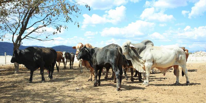 La clave para prevenir el gusano barrenador: revisión y curación de heridas en animales 