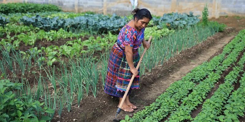 Los Huertos Familiares apoyan la seguridad alimentaria 