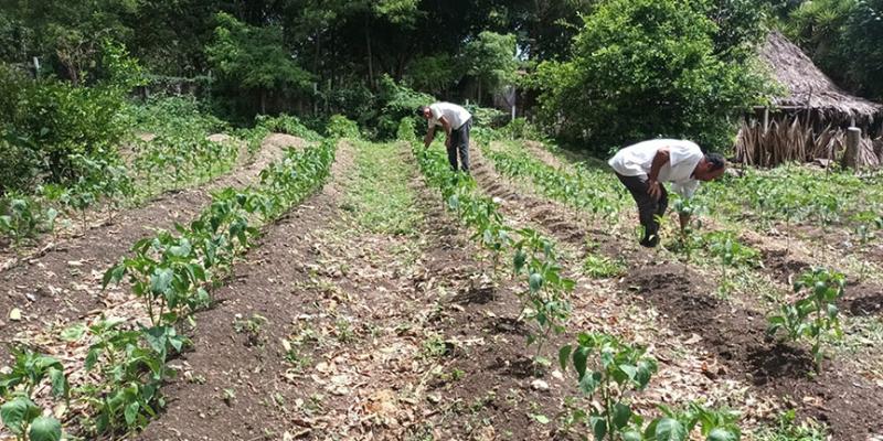Monitorean existencia de plagas y enfermedades en Zona de Adyacencia