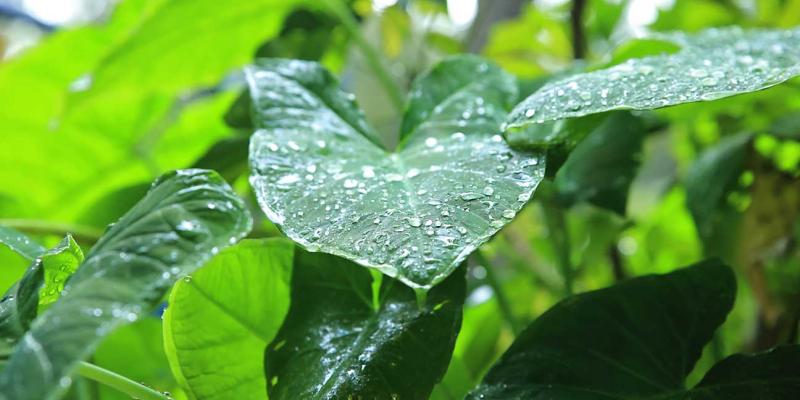Prácticas agropecuarias para enfrentar el exceso de agua por lluvia