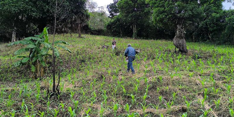 Realizan visita técnica de seguimiento a cultivo del maíz