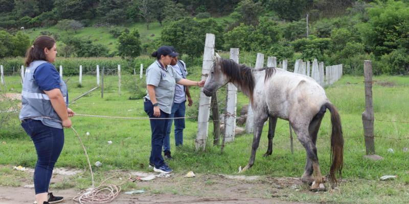 Se brinda atención oportuna a equino en Jalapa
