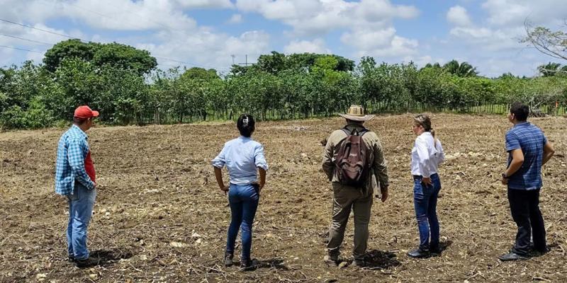 Seguimiento a bancos mixtos de forraje y sistemas silvopastoriles