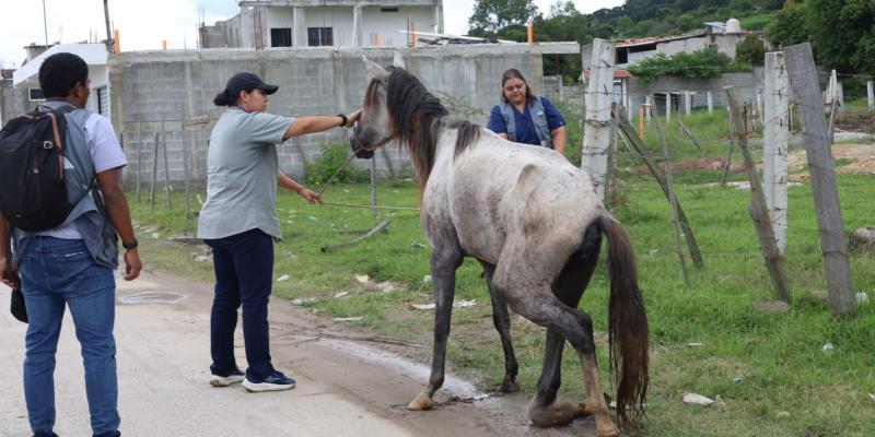 Jalapa: Será sancionado el propietario de equino que fue localizado en estado físico crítico