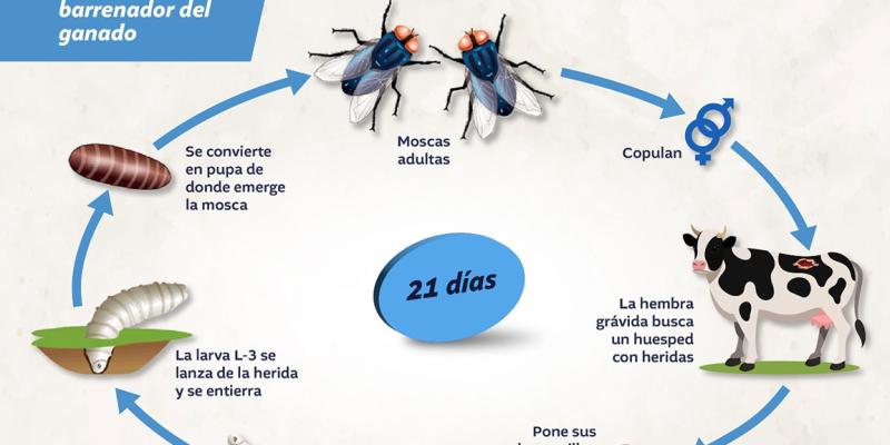 En cumplimiento a los objetivos de sanidad animal y de vigilancia epidemiológica oportuna, el Ministerio de Agricultura, Ganadería y Alimentación (MAGA), por medio del Viceministerio de Sanidad Agropecuaria y Regulaciones (VISAR), mantiene acciones preventivas e informativas.  Al respecto, para evitar la miasis causada por el gusano barrenador del ganado, se cuenta con formatos de comunicación clave. El ciclo de vida de la mosca del gusano barrenador es uno de los aspectos que se dan a conocer a la població