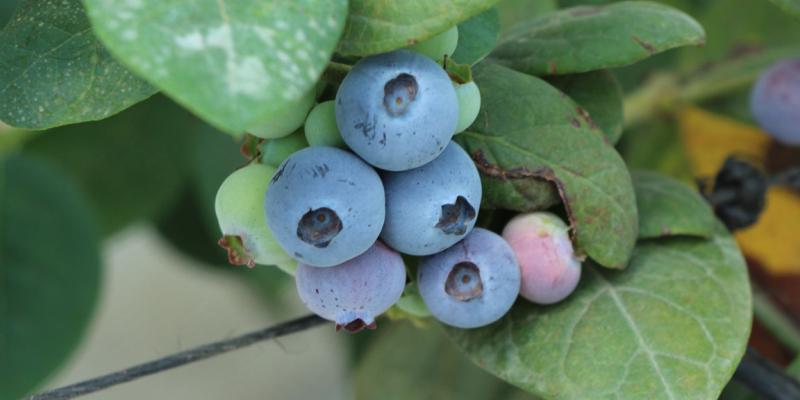 Clima frio propicia buena producción de algunas frutas