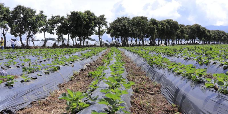 Conozca aspectos del cultivo de fresa