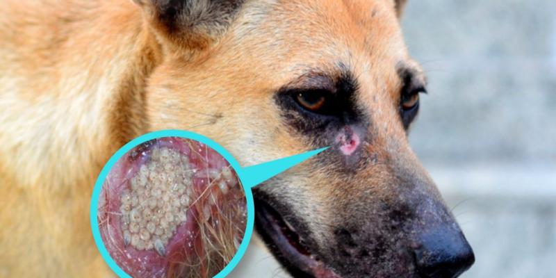 Conozca como prevenir el gusano barrenador en sus mascotas 