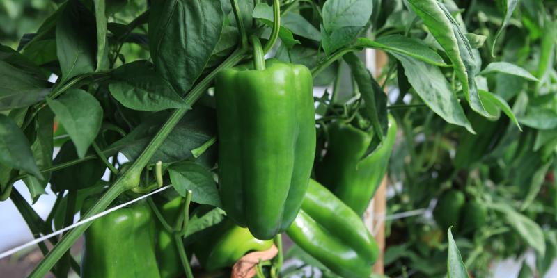 Conozca el cultivo de chile pimiento