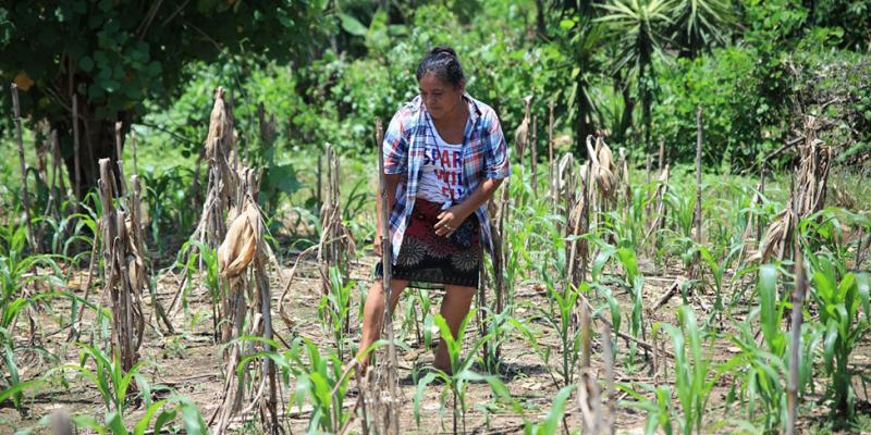 Conozca en qué consiste un seguro paramétrico