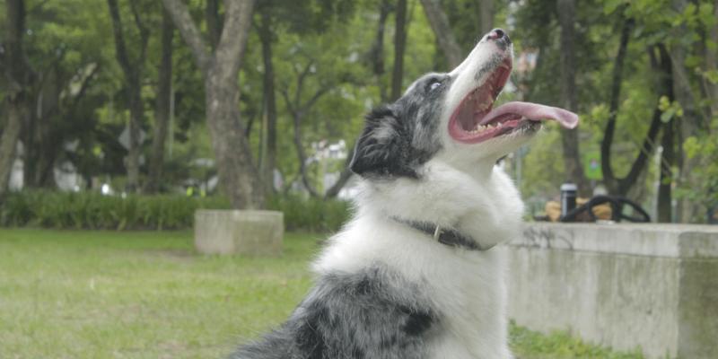 Conozca los certificados oficiales que necesita para salir de viaje con su mascota