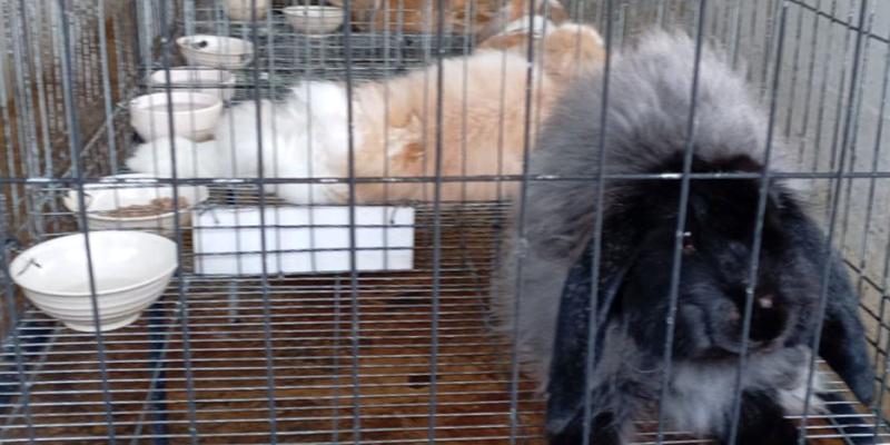 guatemalaCría de conejos impulsa economía y seguridad alimentaria en Jalapa