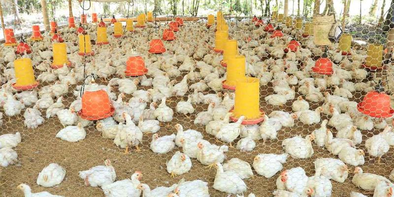 Crianza de pollo de engorde