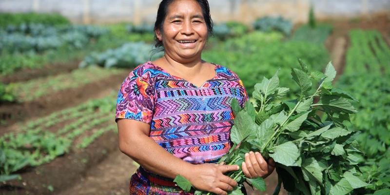 El bledo no es una maleza sino una fuente de fibra, proteínas y vitaminas