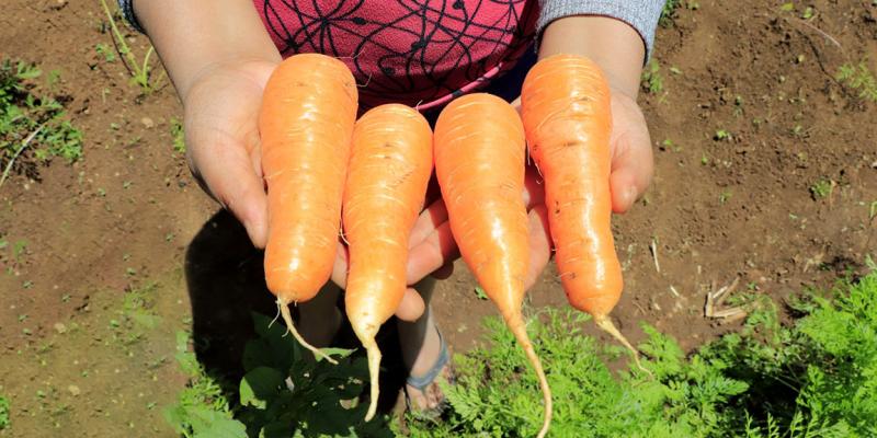 El cultivo de zanahorias se adapta a climas variados