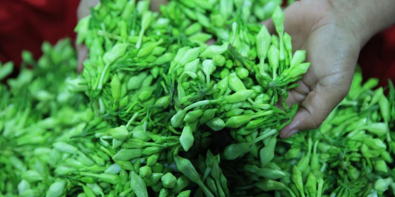 El loroco es una planta muy apreciada