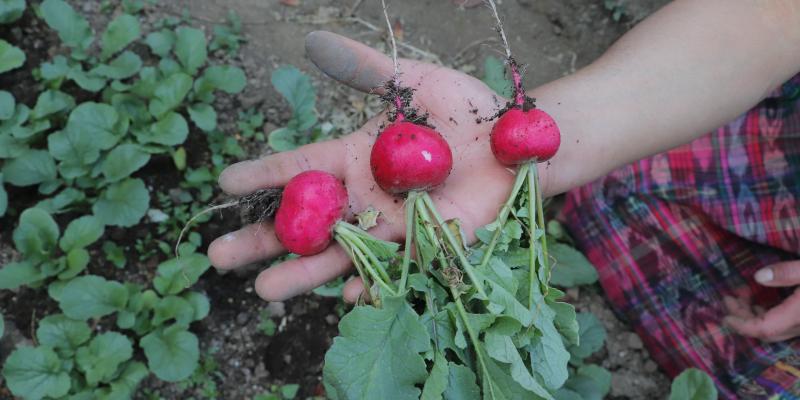 El rábano una hortaliza de grandes beneficios